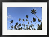 Framed Low Angle View Of a Group Of Palm Trees in Kauai, Hawaii