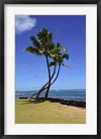 Framed Palm Trees on the Coast Of Hauula, Oahu, Hawaii