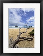 Framed Driftwood and Surfer on a Beach in Oahu, Hawaii