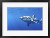 Framed Great White Shark in Guadalupe Mexico