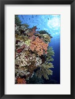 Framed Beautiful Soft Coral Reef in the Red Sea, Red Sea