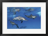 Framed Pod Of Spinner Dolphins Plays Near the Surface Of Red Sea