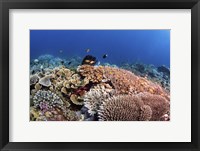 Framed Beautiful Hard Coral Reef Supports a Healthy Ecosystem