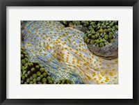 Framed Texture Of An Anemone