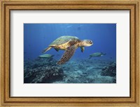 Framed Green Sea Turtles Off Maui, Hawaii