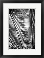 Framed Sunlit Palms I