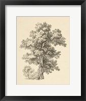 Framed Tree Study I Dark