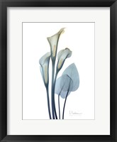 Framed Gold Splash Calla Lily 2