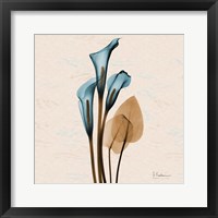 Calla Lily Blue Brown Framed Print