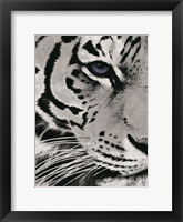 Framed Tiger Purple Eye