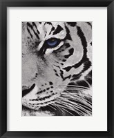 Framed Tiger Purple Eye 2