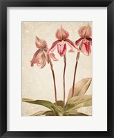 Orchids 4 Framed Print