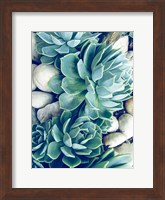 Framed Succulents no words