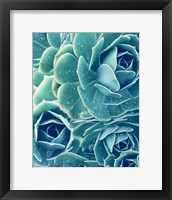 Framed Succulents With Dew 2