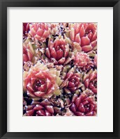 Framed Red Succulents New Born 1