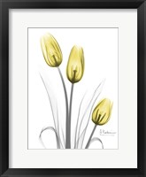Illuminating Tulip Trio Framed Print
