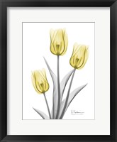 Illuminating Tulip Trio 2 Framed Print
