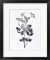 Pressed Herbs 2 Framed Print