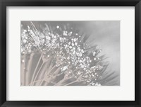 Framed Dandelion 2