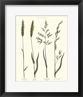 Framed Herbal Botanical Study I Ivory