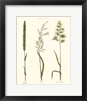 Herbal Botanical Study II Ivory Framed Print