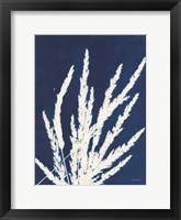 Ornamental Grass II Framed Print