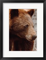 Framed Bear Profile I