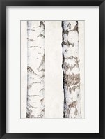 Birches 3 Framed Print