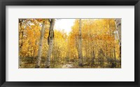 Framed Aspen Pathway