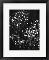 Delicate 1 Framed Print