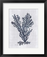 Framed Sea Fan 2 v2