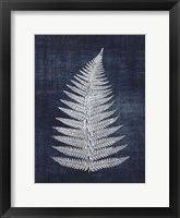 Framed Fern 1