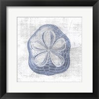 Framed Sand Dollar 2 v2