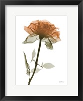 Urban Rose 1 Framed Print