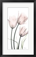 Framed Strawberry Infused Tulips