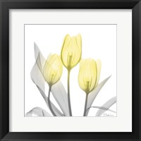 Framed Brilliant Tulips 1