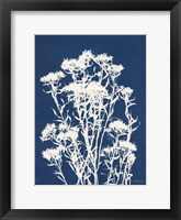 Framed Alpine Flower II