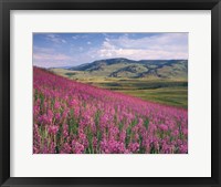 Framed Lamar Valley