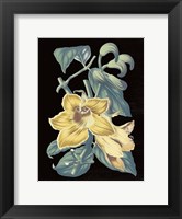 Framed Antique Botanical XVIII Cool on Black