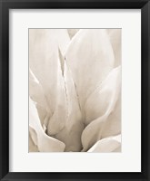 Framed Agave Neutral 2