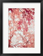 Framed Pink and Coral Maple Leaves