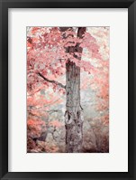 Framed Pink and Coral Maple Tree