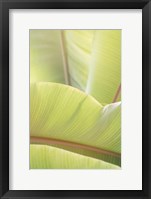 Palm Leaves No. 1 Framed Print
