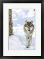 Framed Winter Wolf