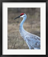 Framed Sandhill Crane in Profile