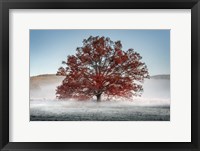 Framed Red Oak in the Mist