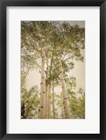 Framed Towering Aspens 1