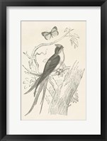 Framed French Bird Etching