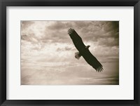 Framed Sunray Eagle