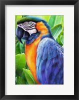 Framed Macaw